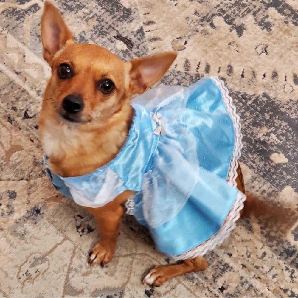 Dog Costume Cinderella!